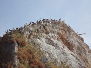 A large rock, completely carpeted in pelicans.